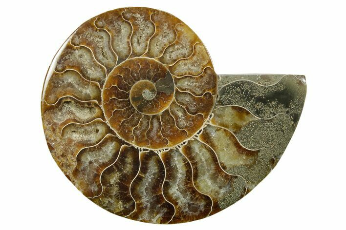 Cut & Polished Ammonite Fossil (Half) - Madagascar #379232